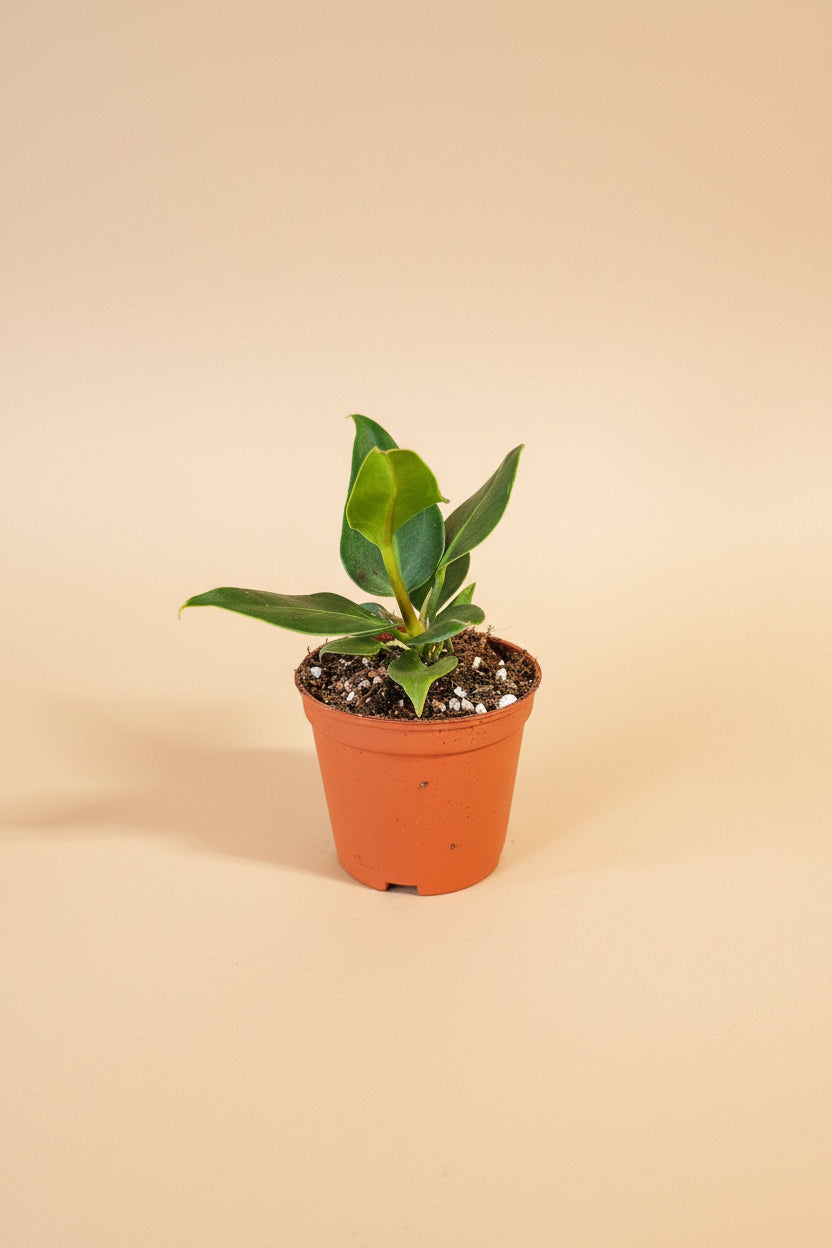 Anthurium plowmanii features bold rippled leaves and glossy texture. A tropical collector plant that thrives in bright, indirect light and humid spaces.