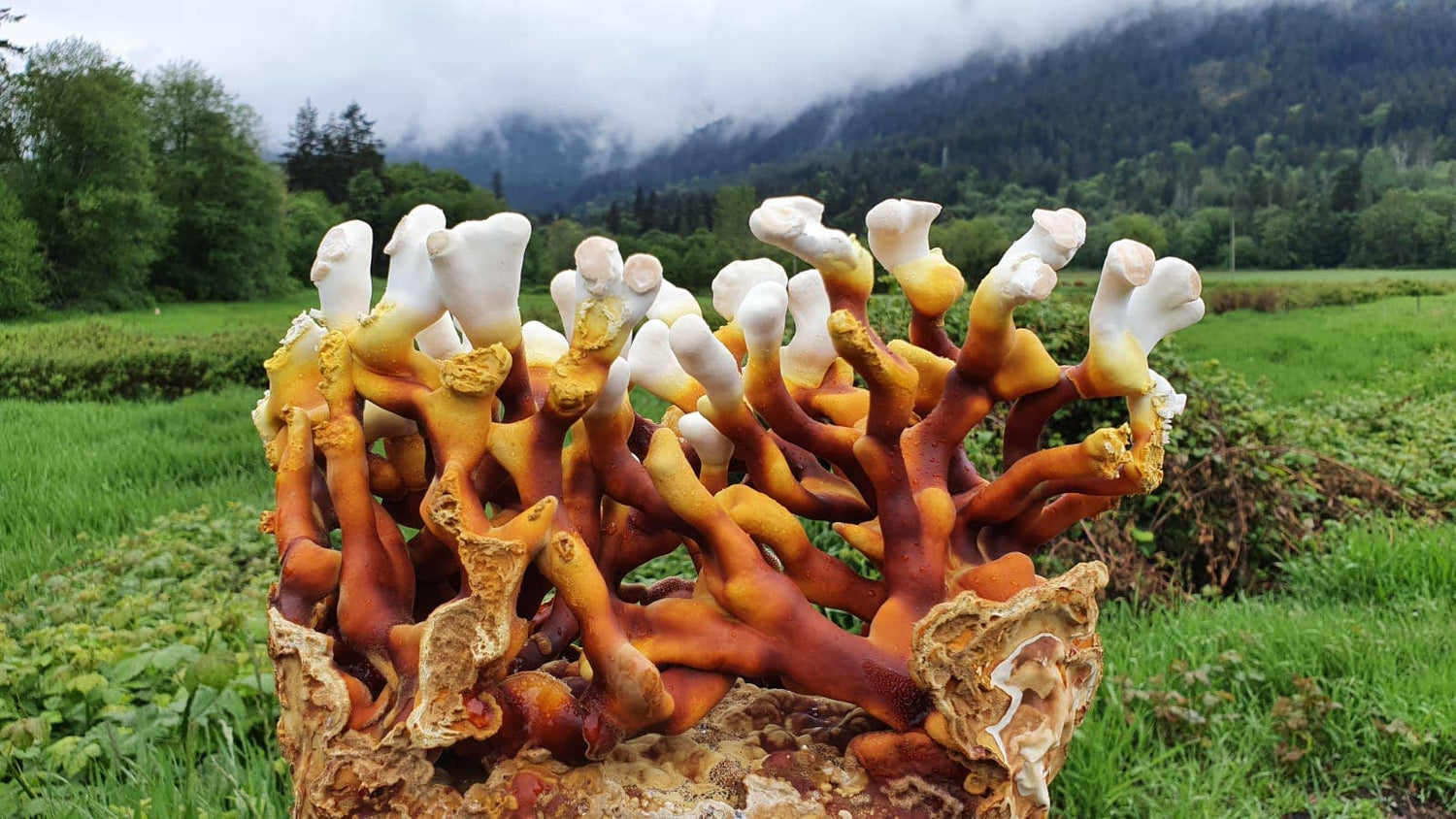 Grow Antler Reishi mushrooms at home with this beginner-friendly kit. Slow-growing, ornamental, and medicinally revered—includes everything needed for success.