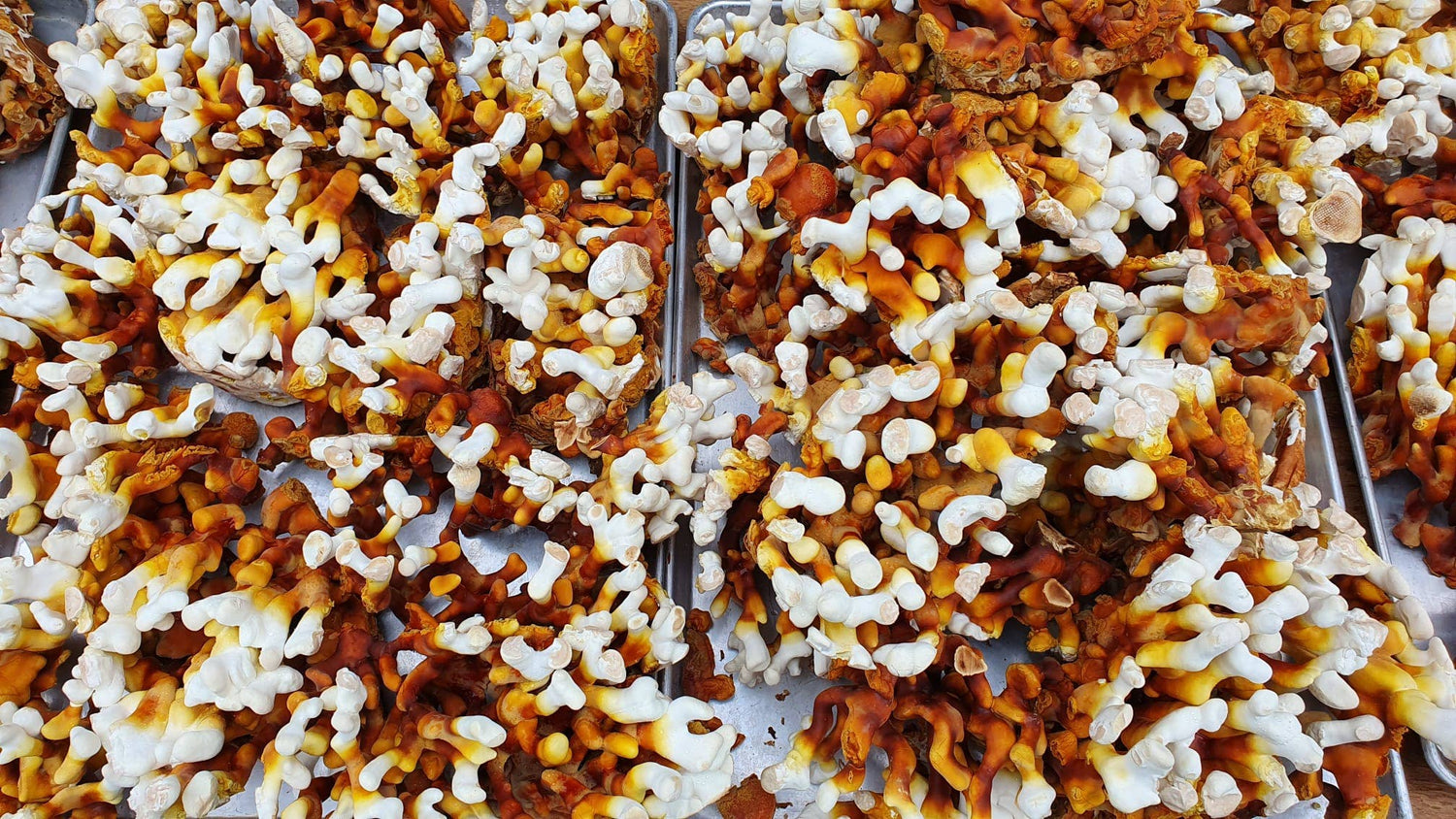 Grow Antler Reishi mushrooms at home with this beginner-friendly kit. Slow-growing, ornamental, and medicinally revered—includes everything needed for success.