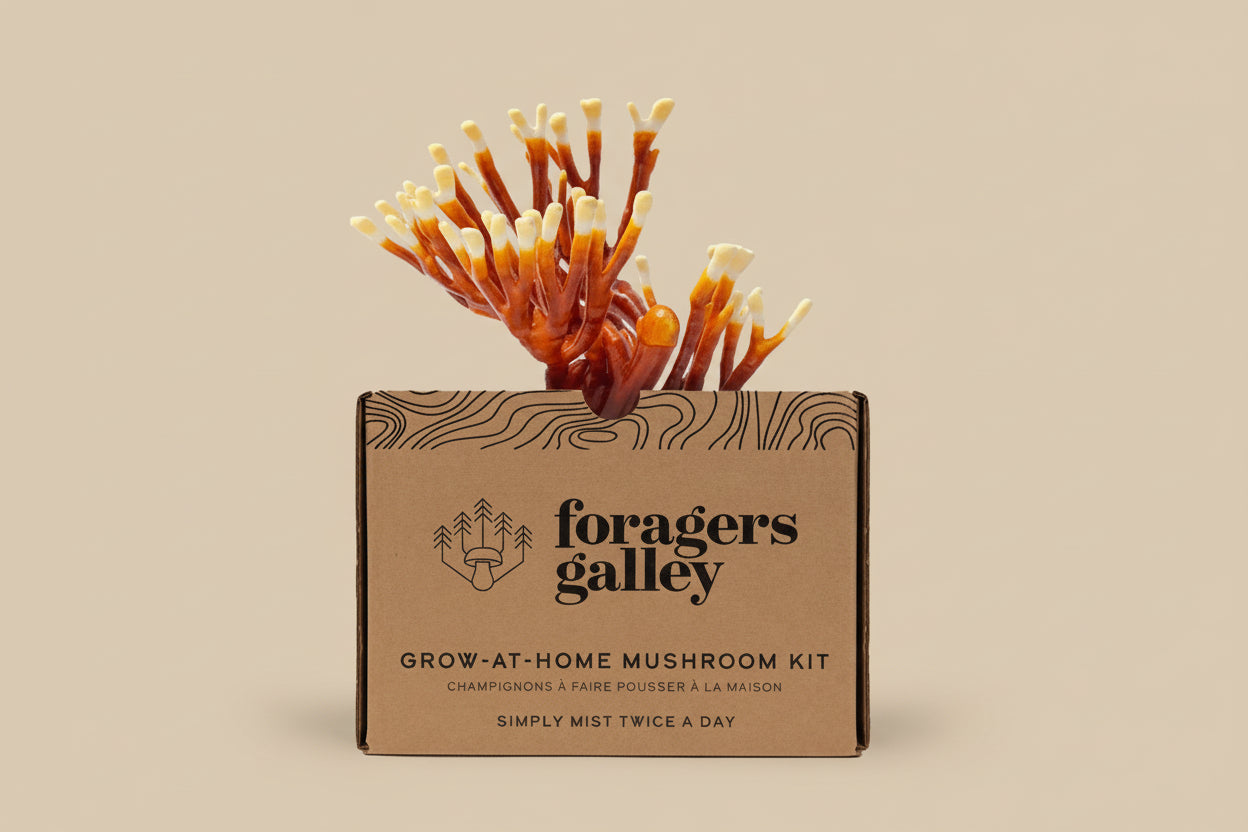 Grow Antler Reishi mushrooms at home with this beginner-friendly kit. Slow-growing, ornamental, and medicinally revered—includes everything needed for success.