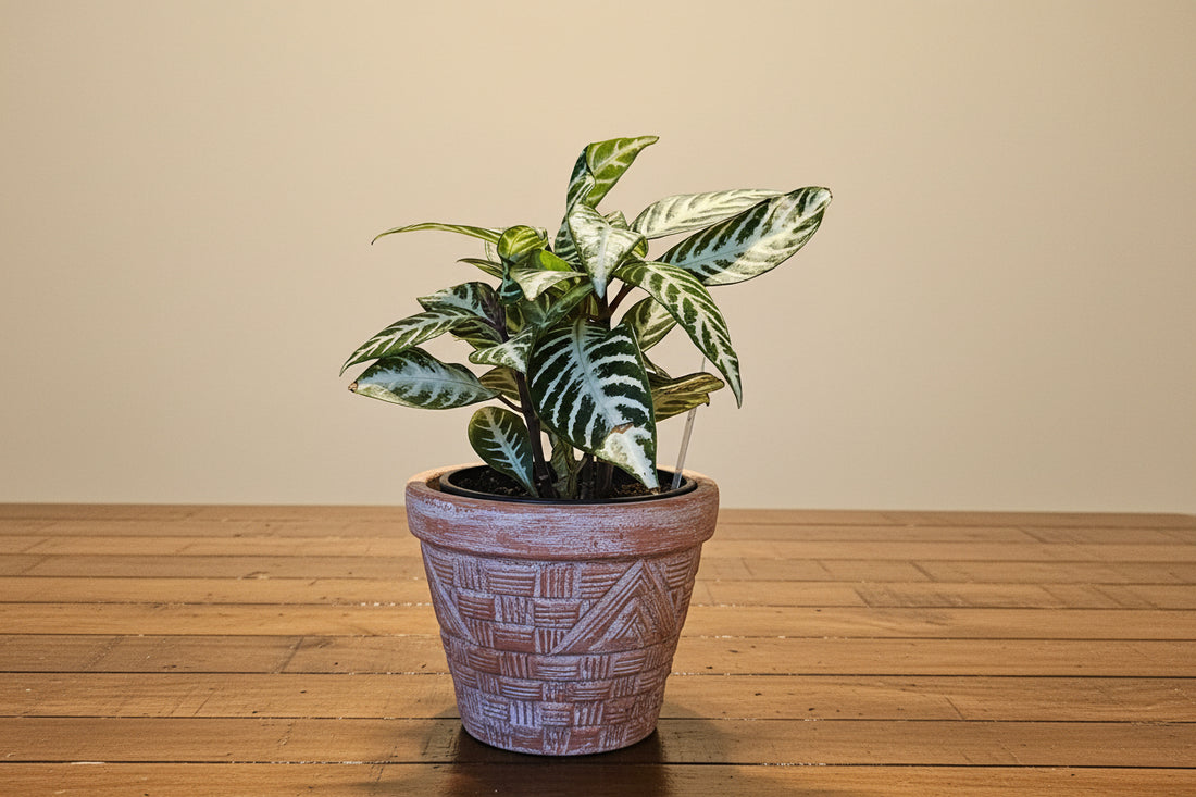 Aphelandra ‘Snow White’: bold white-veined tropical with glossy leaves and upright form. A striking, modern houseplant for bright, humid spaces.