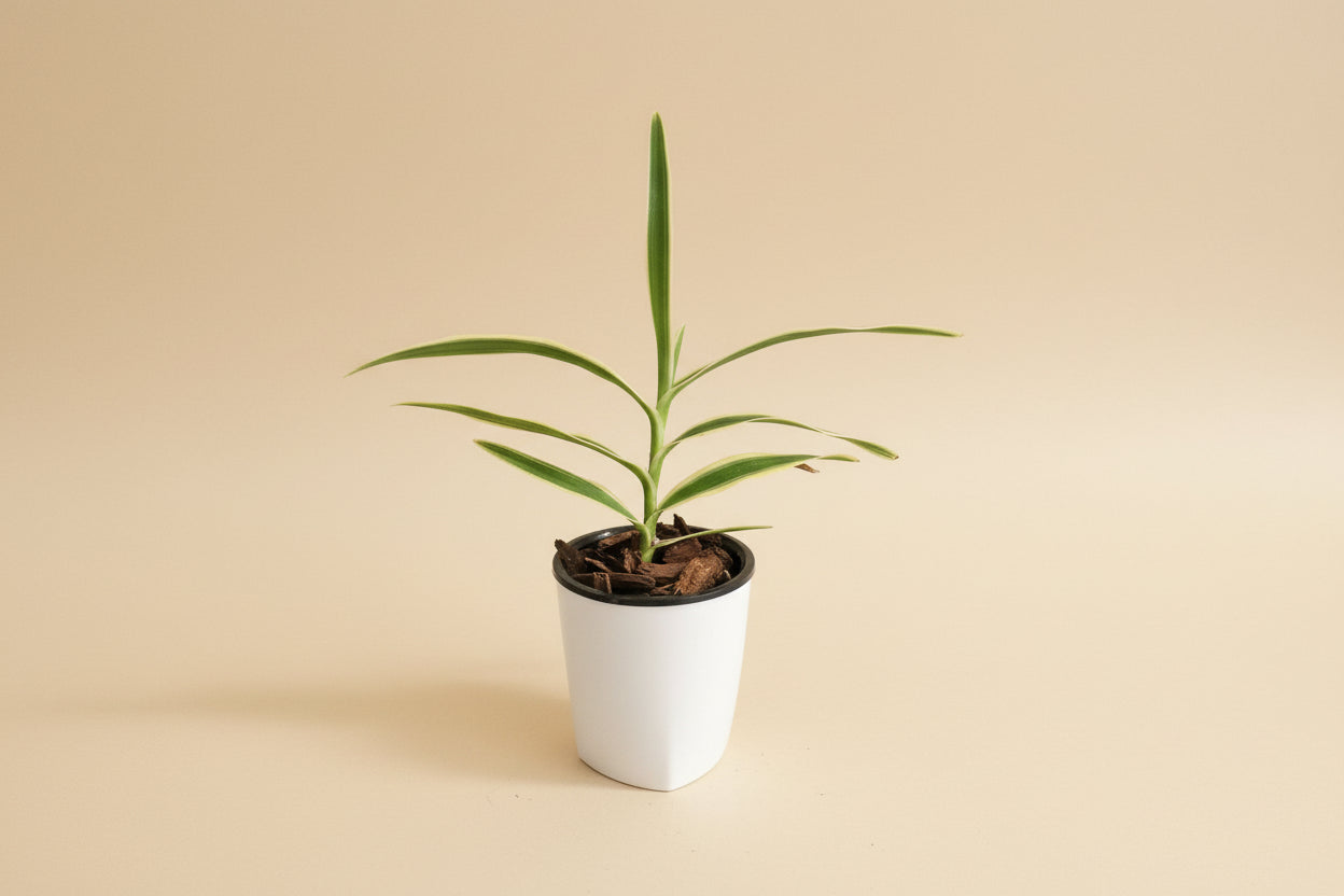 Arachnis Maggie Oei Variegated is a rare orchid with creamy variegated foliage and striking blooms. A collector plant that adds bold tropical structure and elegance indoors.