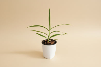Arachnis Maggie Oei Variegated is a rare orchid with creamy variegated foliage and striking blooms. A collector plant that adds bold tropical structure and elegance indoors.