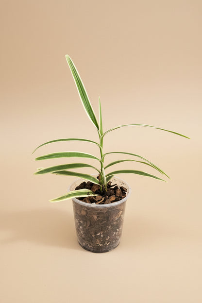 Arachnis Maggie Oei Variegated is a rare orchid with creamy variegated foliage and striking blooms. A collector plant that adds bold tropical structure and elegance indoors.