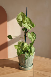 The Arrowhead Plant (Syngonium), also known as the Butterfly Plant, features unique arrow-shaped leaves that thrive in medium to low light.