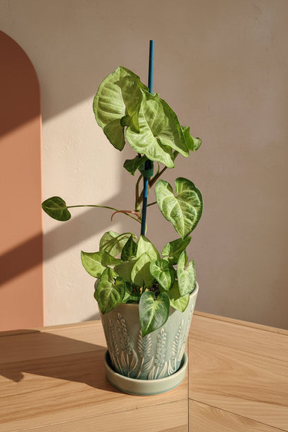 The Arrowhead Plant (Syngonium), also known as the Butterfly Plant, features unique arrow-shaped leaves that thrive in medium to low light.