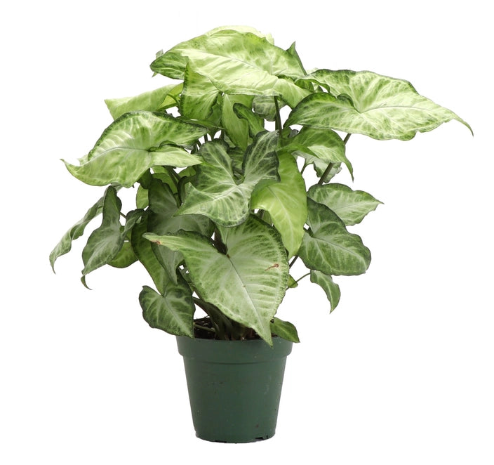 The Arrowhead Plant (Syngonium), also known as the Butterfly Plant, features unique arrow-shaped leaves that thrive in medium to low light. Perfect for darker spaces, this low-maintenance plant adds vibrant greenery to your home. Easy to care for and versatile, it’s ideal for beginners. 