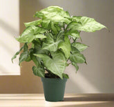 The Arrowhead Plant (Syngonium), also known as the Butterfly Plant, features unique arrow-shaped leaves that thrive in medium to low light. Perfect for darker spaces, this low-maintenance plant adds vibrant greenery to your home. Easy to care for and versatile, it’s ideal for beginners. 