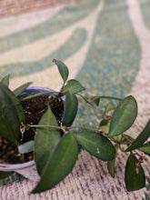 The Assorted Hoyas Collection features unique, easy-care houseplants with striking foliage and star-shaped blooms. Varieties like Freckled Splash, Hoya Gracilis, and Teacup Anemone offer diverse leaf shapes and colors. These low-maintenance plants thrive in bright, indirect light, perfect for any indoor space.