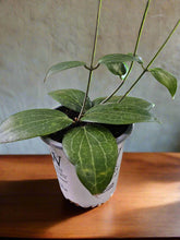 The Assorted Hoyas Collection features unique, easy-care houseplants with striking foliage and star-shaped blooms. Varieties like Freckled Splash, Hoya Gracilis, and Teacup Anemone offer diverse leaf shapes and colors. These low-maintenance plants thrive in bright, indirect light, perfect for any indoor space.