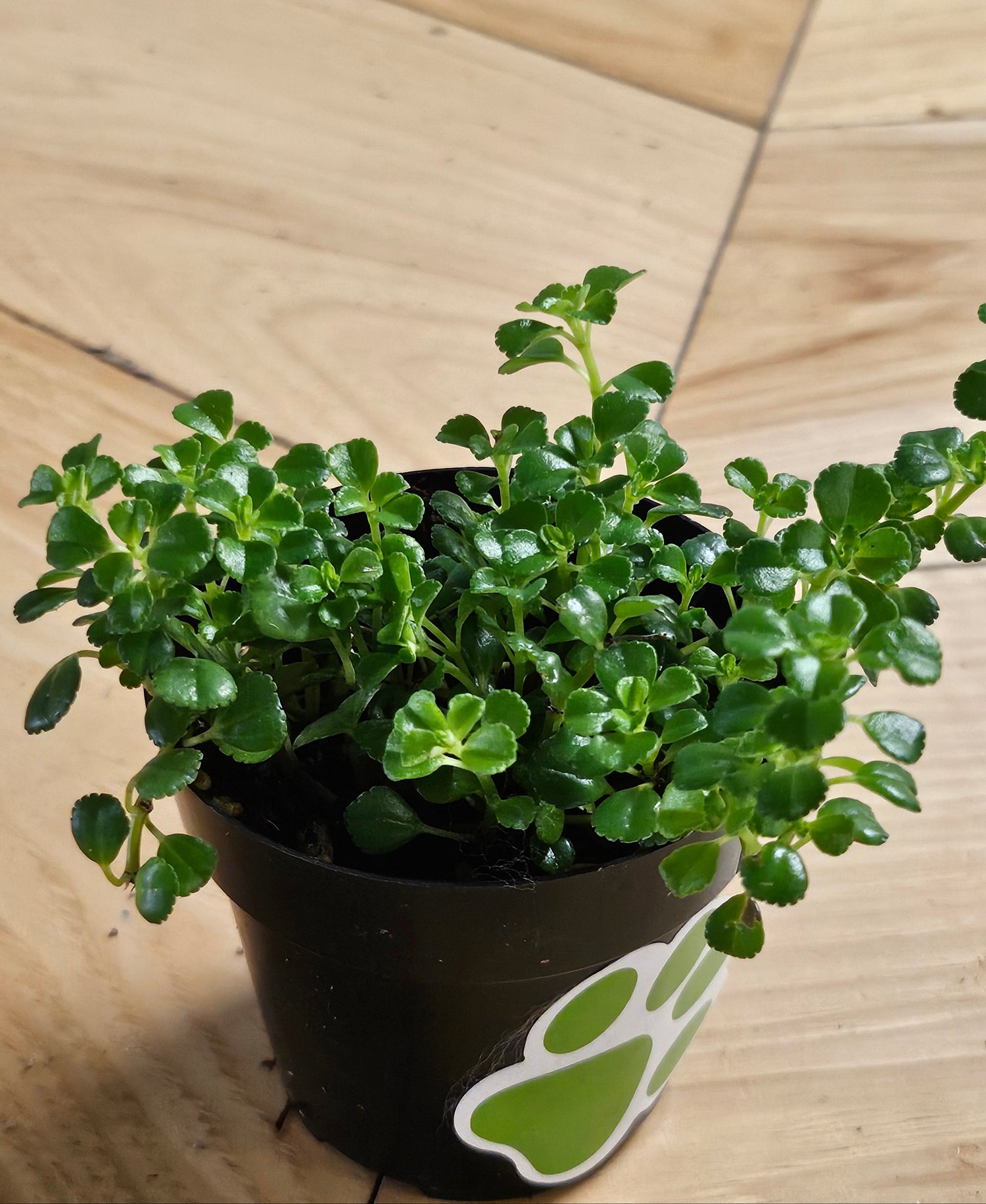 Pilea Plant Collection featuring playful leaf shapes and easy-care varieties. A curated mix of compact, pet-friendly houseplants perfect for shelves and gifts.