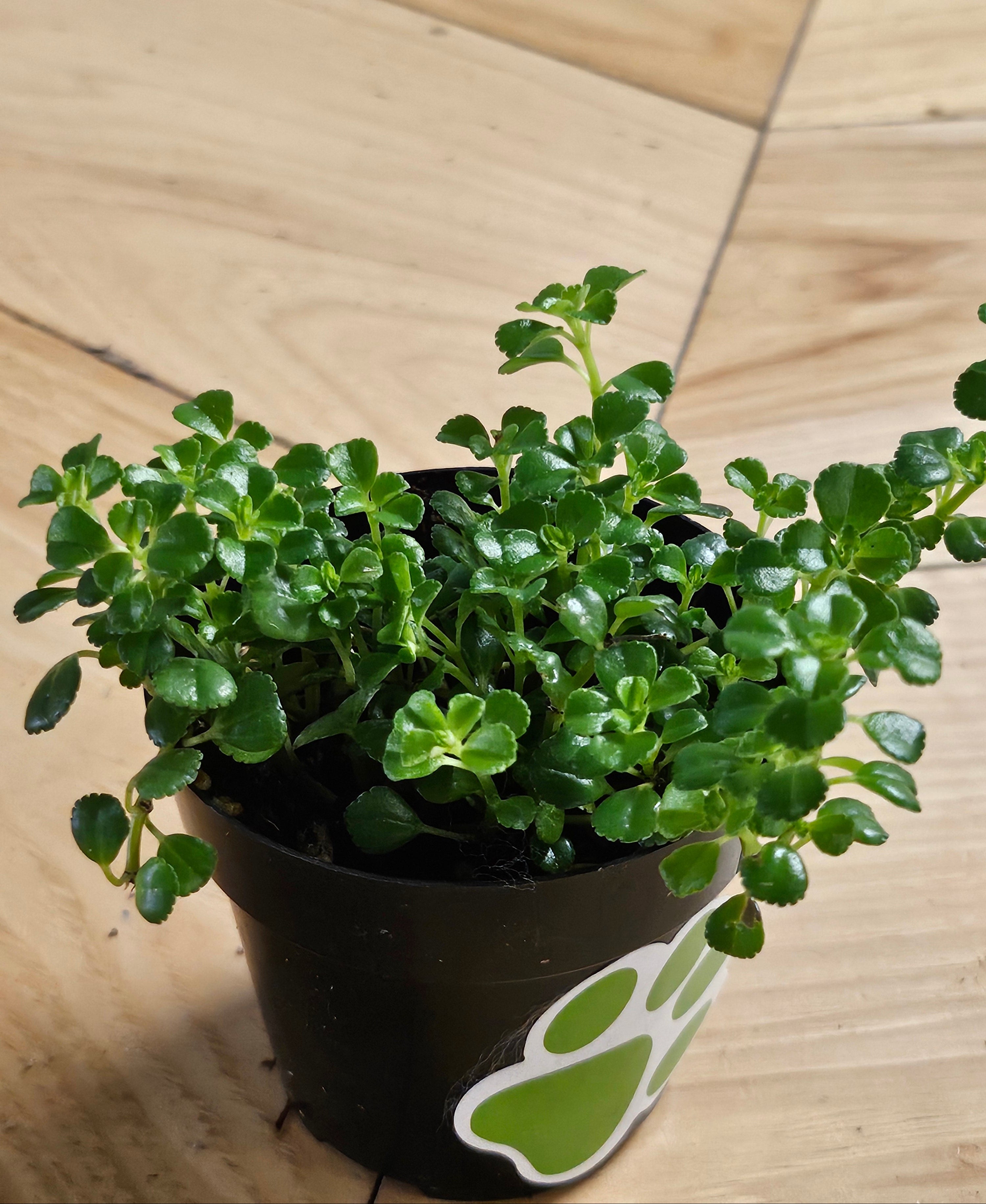 Pilea Plant Collection featuring playful leaf shapes and easy-care varieties. A curated mix of compact, pet-friendly houseplants perfect for shelves and gifts.