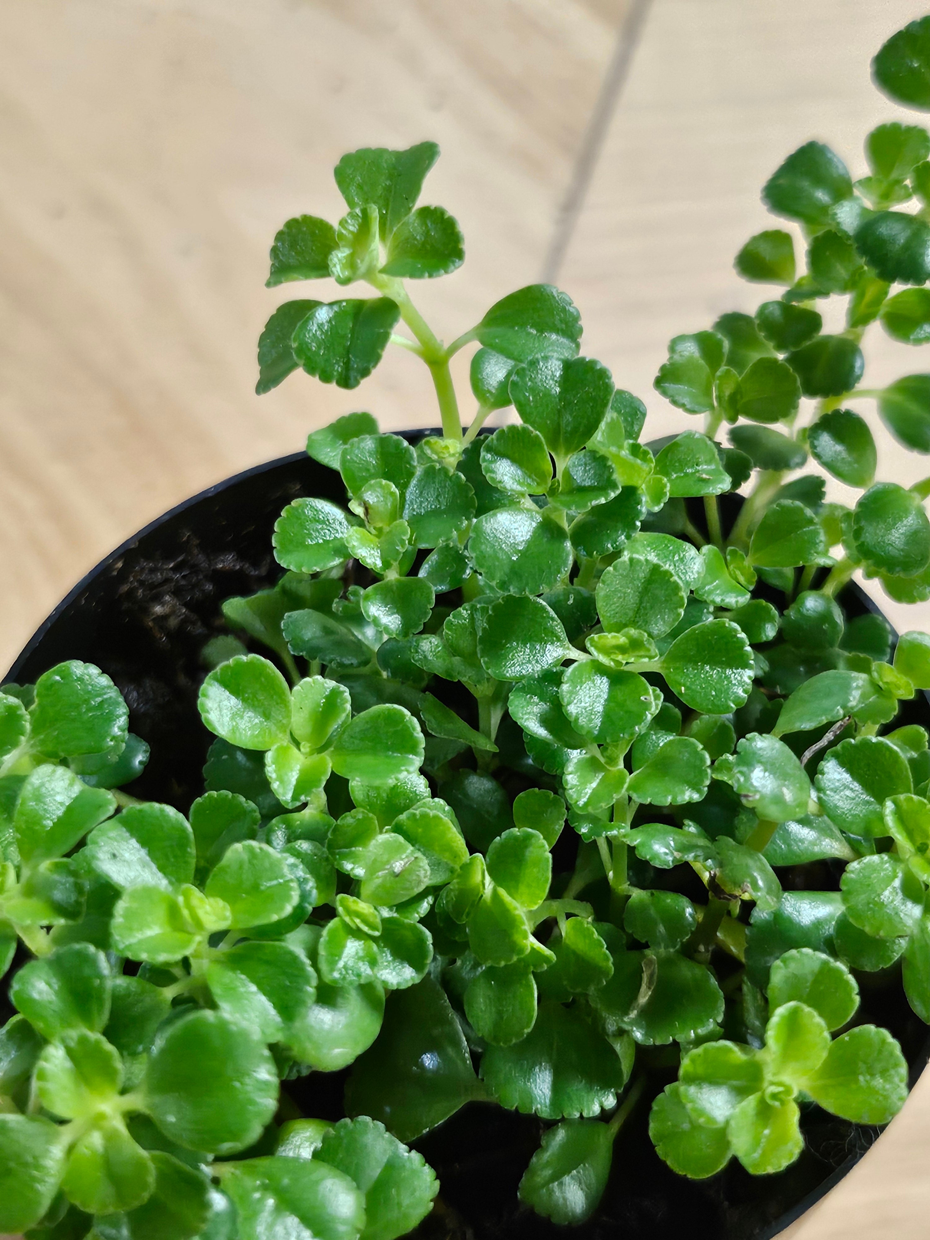 Pilea Plant Collection featuring playful leaf shapes and easy-care varieties. A curated mix of compact, pet-friendly houseplants perfect for shelves and gifts.