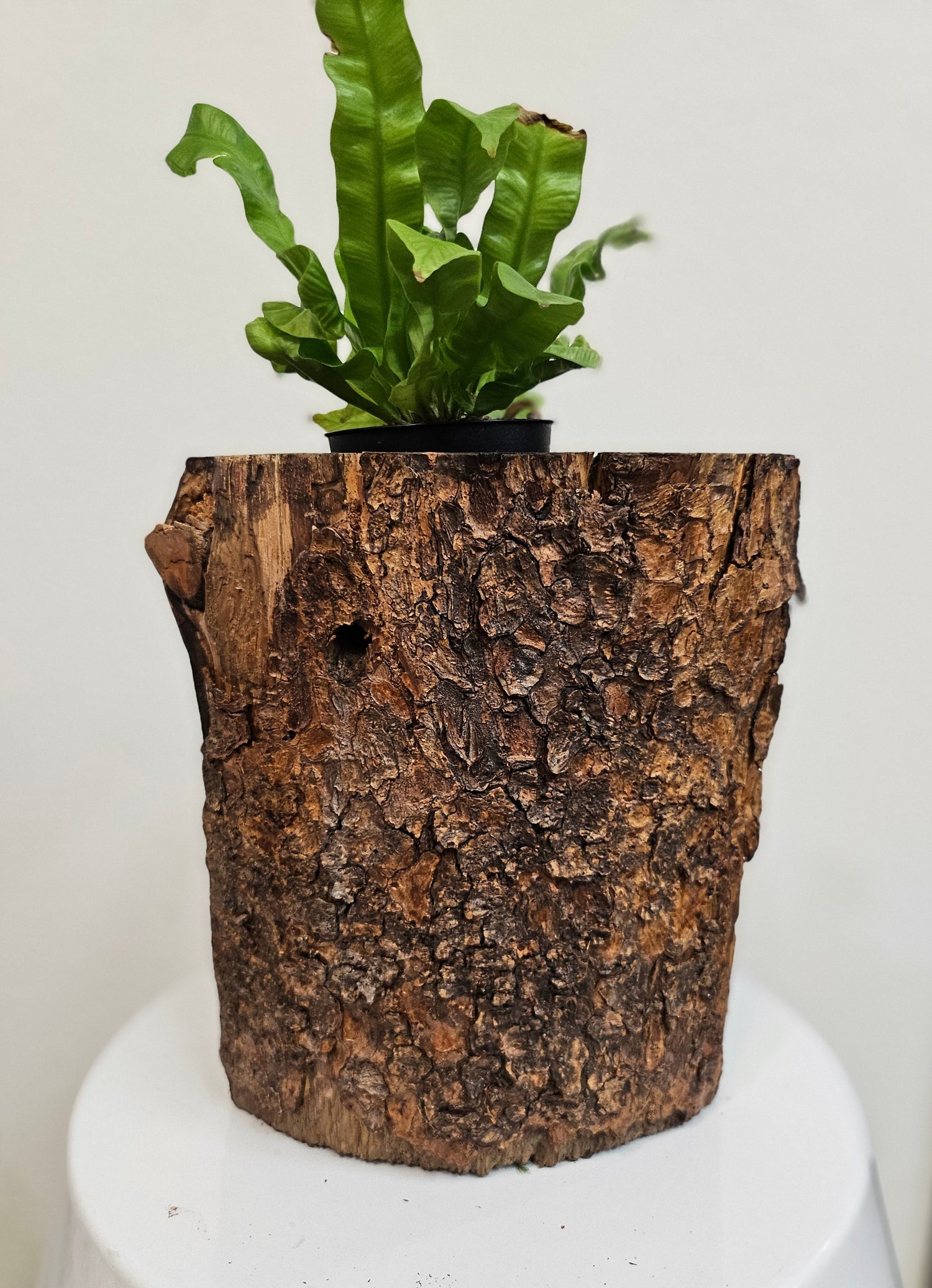 This Hand-Carved &amp; Painted Wood Spirit Planter in solid walnut features intricate details and black-painted accents. 100% handmade, each piece is unique and perfect for home decor or garden. The natural walnut grain and artisanal craftsmanship add rustic charm, making it a standout decorative piece for any space.