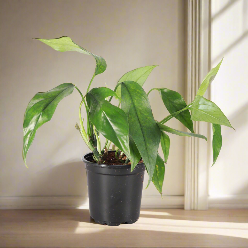 Baltic Blue Pothos (4&quot;) features blue-green fenestrated leaves. Easy care, low-light tolerant, and perfect for climbing or trailing in any indoor jungle