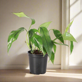 Baltic Blue Pothos (4") features blue-green fenestrated leaves. Easy care, low-light tolerant, and perfect for climbing or trailing in any indoor jungle