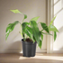 Baltic Blue Pothos (4") features blue-green fenestrated leaves. Easy care, low-light tolerant, and perfect for climbing or trailing in any indoor jungle
