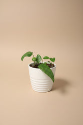 Baltic Blue Pothos features blue-green fenestrated leaves. Easy care, low-light tolerant, and perfect for climbing or trailing in any indoor jungle