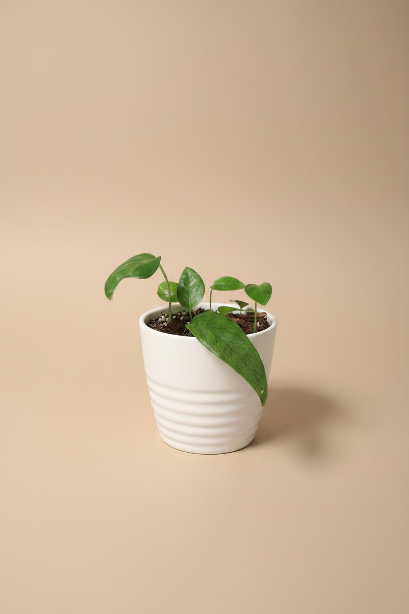 Baltic Blue Pothos features blue-green fenestrated leaves. Easy care, low-light tolerant, and perfect for climbing or trailing in any indoor jungle