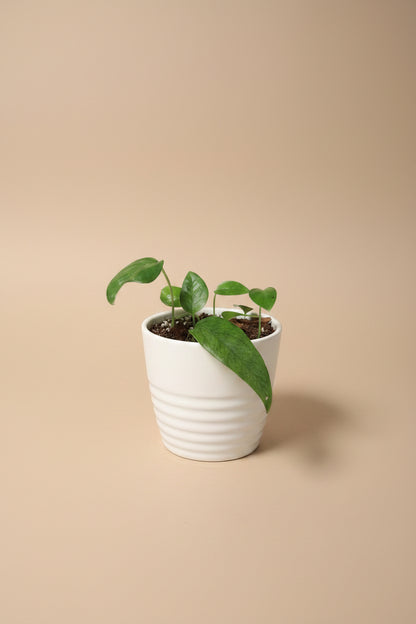 Baltic Blue Pothos features blue-green fenestrated leaves. Easy care, low-light tolerant, and perfect for climbing or trailing in any indoor jungle