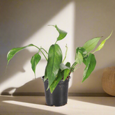 Baltic Blue Pothos (4") features blue-green fenestrated leaves. Easy care, low-light tolerant, and perfect for climbing or trailing in any indoor jungle