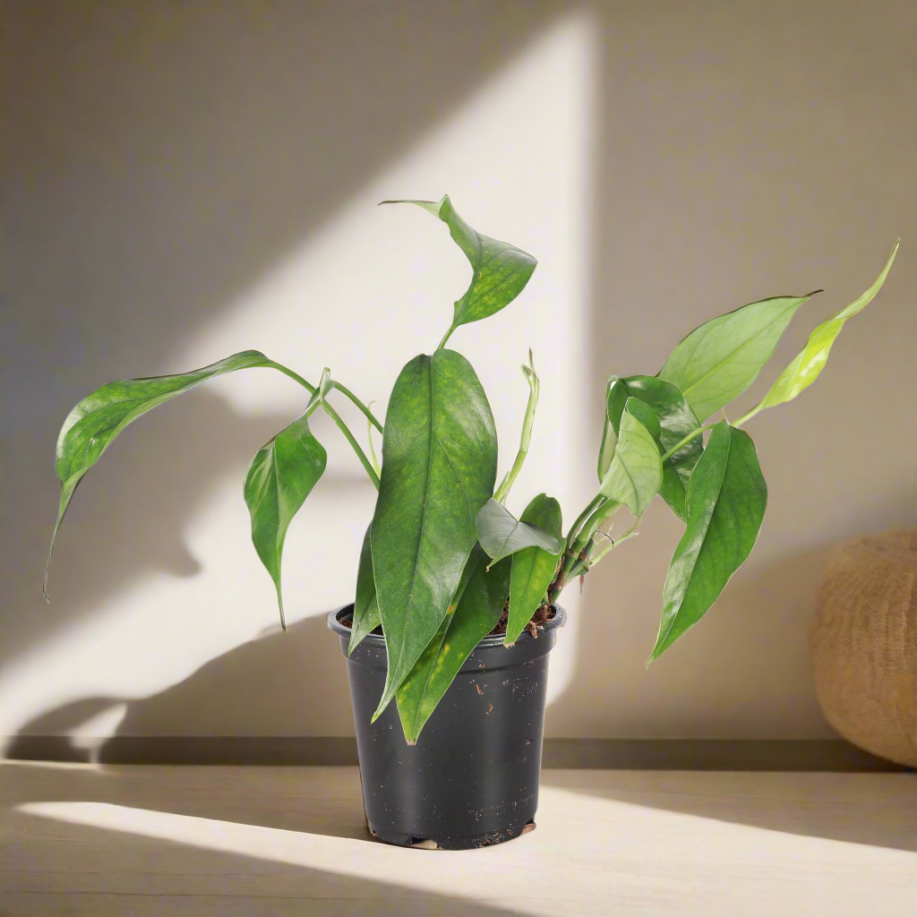 Baltic Blue Pothos (4&quot;) features blue-green fenestrated leaves. Easy care, low-light tolerant, and perfect for climbing or trailing in any indoor jungle