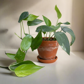 baltic blue pothos plant Baltic Blue Pothos 4" Plant – Jungle Relics
