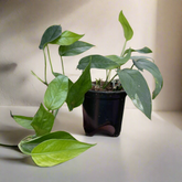 Baltic Blue Pothos (4") features blue-green fenestrated leaves. Easy care, low-light tolerant, and perfect for climbing or trailing in any indoor jungle