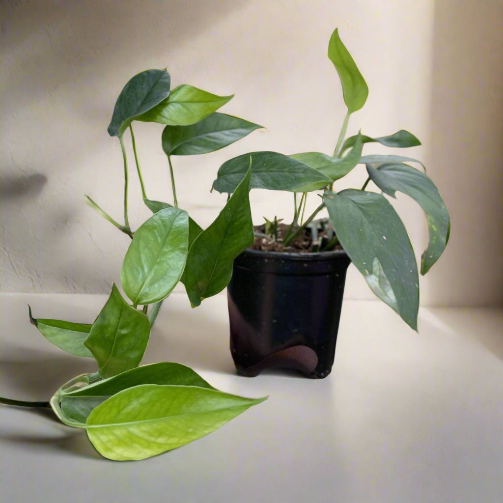 Baltic Blue Pothos (4&quot;) features blue-green fenestrated leaves. Easy care, low-light tolerant, and perfect for climbing or trailing in any indoor jungle