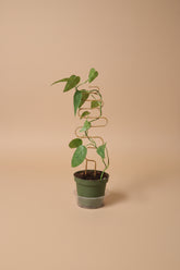Baltic Blue Pothos features blue-green fenestrated leaves. Easy care, low-light tolerant, and perfect for climbing or trailing in any indoor jungle
