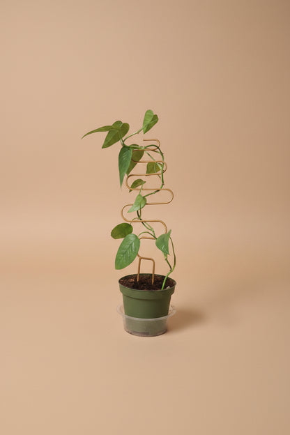 Baltic Blue Pothos features blue-green fenestrated leaves. Easy care, low-light tolerant, and perfect for climbing or trailing in any indoor jungle