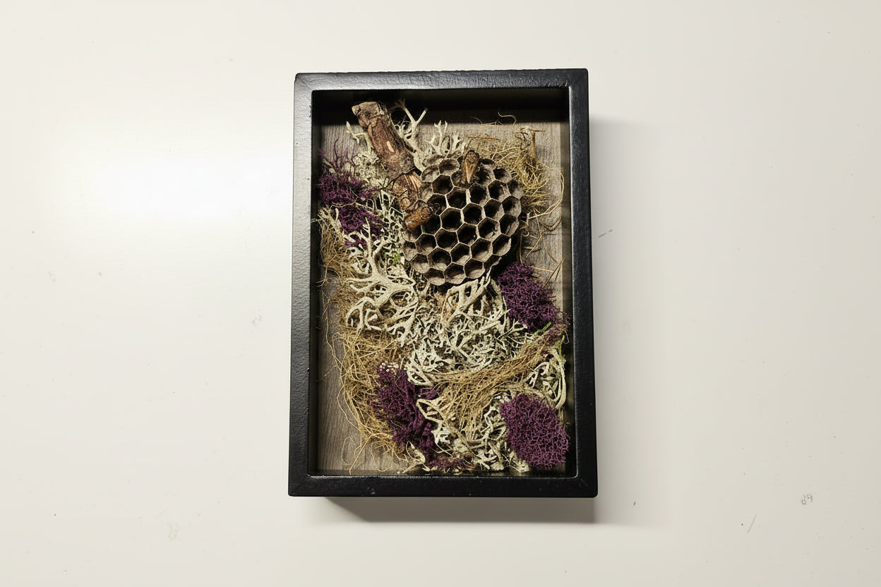 Nature shadow boxes featuring preserved flowers, moss, reeds, butterflies, and insects in 3.5"–5" standing frames. One-of-a-kind botanical curiosity decor. 