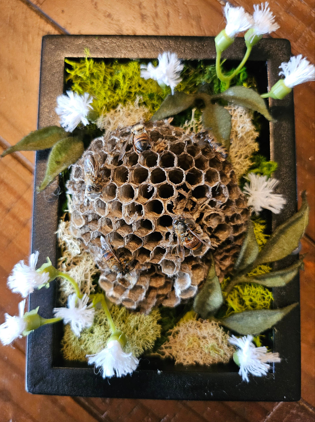 Reclamation Relics are 3.5&quot; x 5&quot; taxidermy shadow boxes with moss, flowers, bees, skulls, and wasp nests—haunting miniatures of nature&