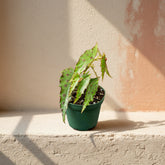 Begonia amphioxus - 4”: A rare tropical plant from Borneo with lance-shaped green leaves and bold red polka dots. 