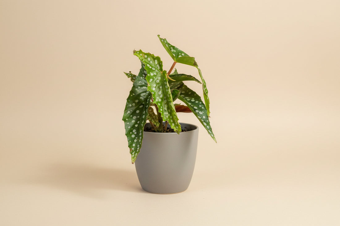 Begonia Angelwing ‘My Special Angel’ houseplant with silver-spotted leaves and pink bloom potential. Elegant cane begonia perfect for bright indoor spaces.