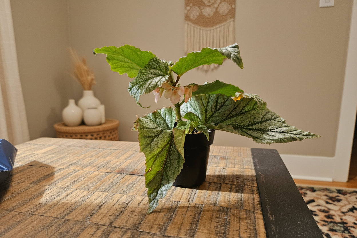 Begonia Angelwing Frosty features silvery, angelwing-shaped leaves on upright cane stems, making it an easy-care, elegant houseplant for bright indoor spaces.