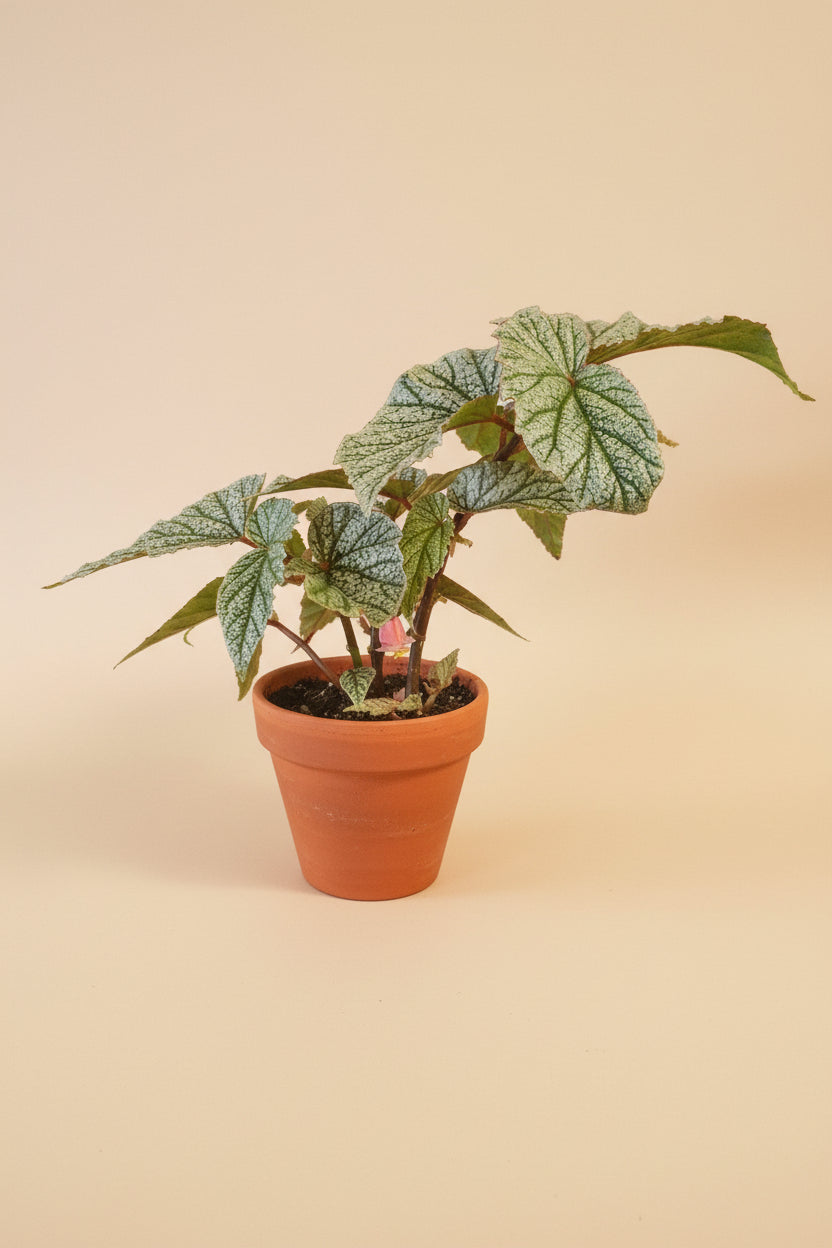 Begonia Angelwing Frosty features silvery, angelwing-shaped leaves on upright cane stems, making it an easy-care, elegant houseplant for bright indoor spaces.