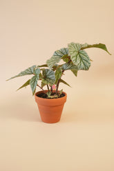 Begonia Angelwing Frosty features silvery, angelwing-shaped leaves on upright cane stems, making it an easy-care, elegant houseplant for bright indoor spaces.