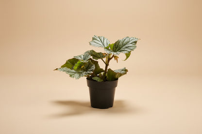 Begonia Angelwing Frosty features silvery, angelwing-shaped leaves on upright cane stems, making it an easy-care, elegant houseplant for bright indoor spaces.