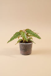 Begonia Angelwing Medora features silver spotted, angelwing-shaped leaves on upright cane stems, making it an easy-care, elegant houseplant for bright indoor spaces.