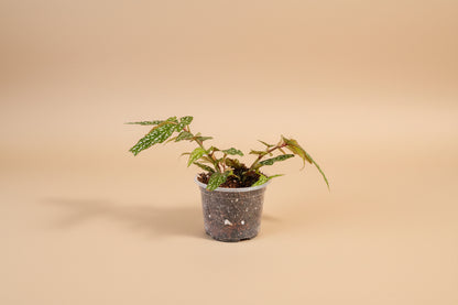 Begonia Angelwing Medora features silver spotted, angelwing-shaped leaves on upright cane stems, making it an easy-care, elegant houseplant for bright indoor spaces.