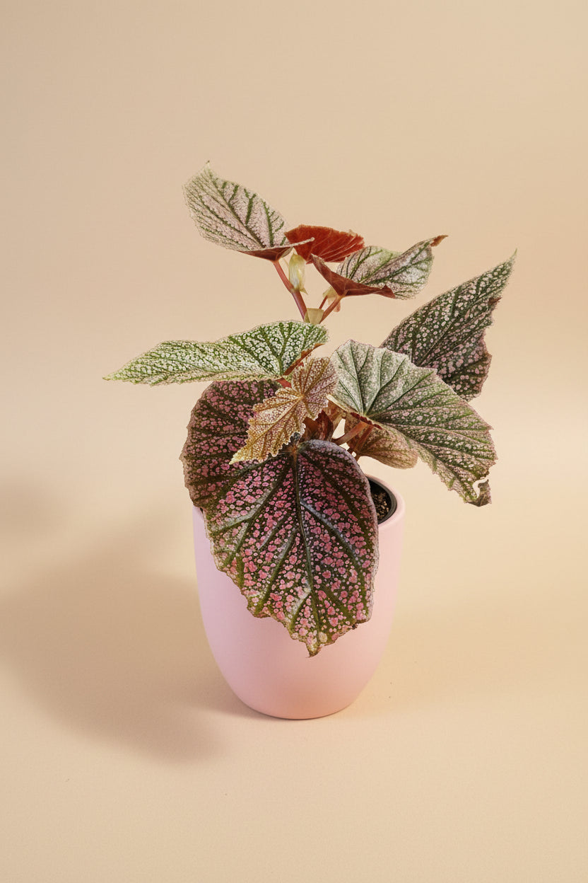 Begonia Angelwing ‘Miss Mummy’ features silver and pink spotted leaves and upright cane growth. Easy-care statement begonia for bright indirect light and stylish indoor spaces.