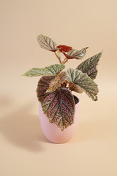 Begonia Angelwing ‘Miss Mummy’ features silver and pink spotted leaves and upright cane growth. Easy-care statement begonia for bright indirect light and stylish indoor spaces.