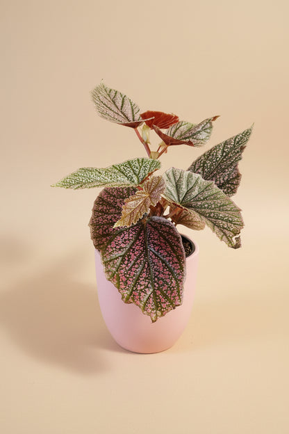 Begonia Angelwing ‘Miss Mummy’ features silver and pink spotted leaves and upright cane growth. Easy-care statement begonia for bright indirect light and stylish indoor spaces.