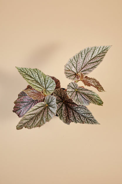 Begonia Angelwing ‘Miss Mummy’ features silver and pink spotted leaves and upright cane growth. Easy-care statement begonia for bright indirect light and stylish indoor spaces.