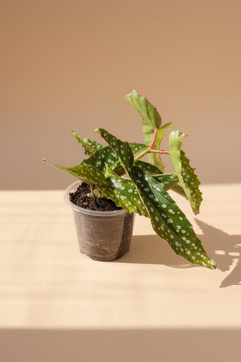 Begonia Angelwing ‘My Special Angel’ houseplant with silver-spotted leaves and pink bloom potential. Elegant cane begonia perfect for bright indoor spaces.