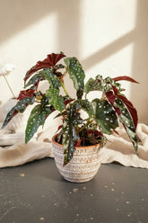 Begonia Black Forest features dark, near-black angelwing leaves with subtle texture. A moody cane begonia perfect for adding depth to indoor plant styling.