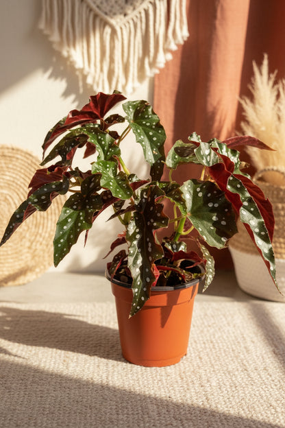 Begonia Black Forest features dark, near-black angelwing leaves with subtle texture. A moody cane begonia perfect for adding depth to indoor plant styling.