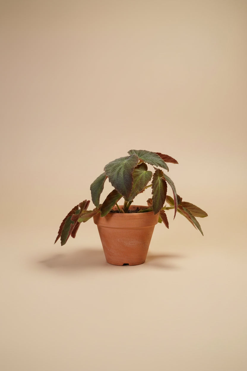 Begonia ‘Brazilian Lady’ is a striking Angel Wing Begonia with patterned foliage, upright growth and tropical charm. A beautiful collector houseplant.
