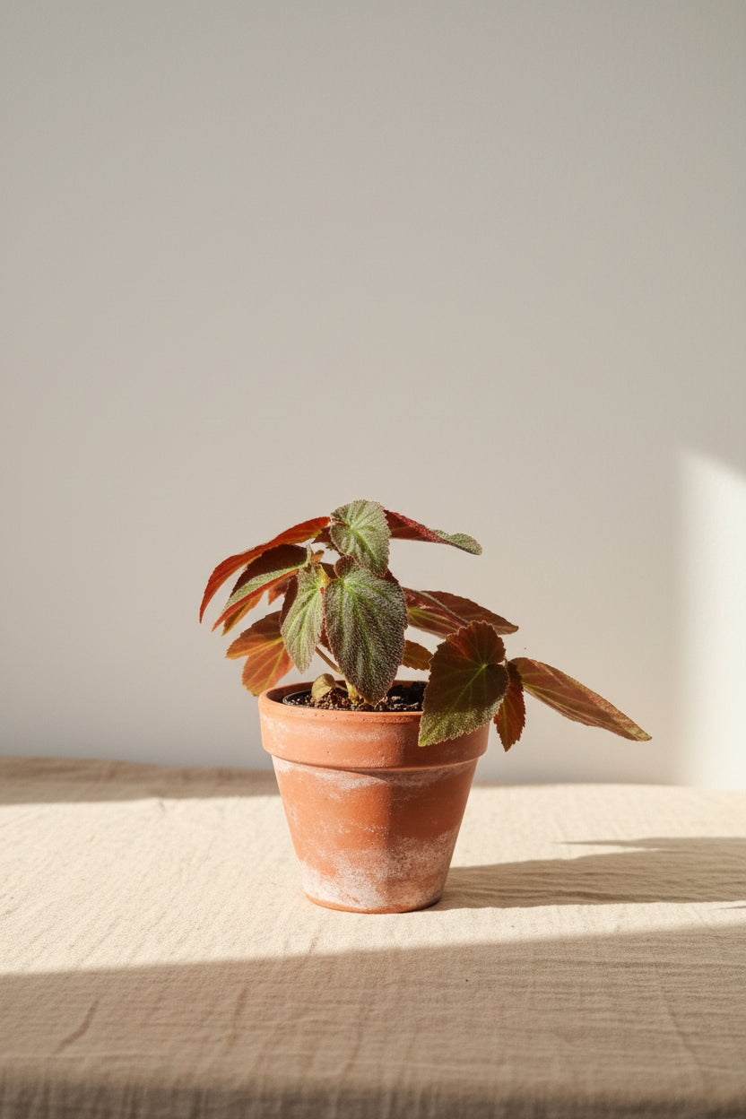 Begonia ‘Brazilian Lady’ is a striking Angel Wing Begonia with patterned foliage, upright growth and tropical charm. A beautiful collector houseplant.